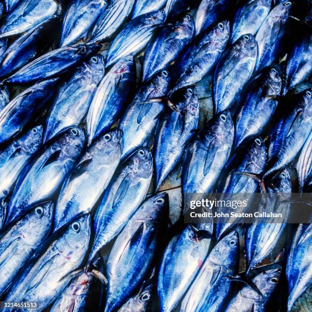 maldives, fish in market - fresh fish stockfoto's en -beelden