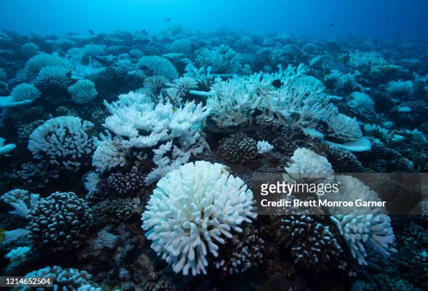 coral bleaching on the great barrier reef in australia - coral bleaching stock pictures, royalty-free photos & images