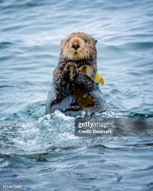 Close up of a sea otter in the ocean in Tofino, Vancouver island, British Columbia, Canada