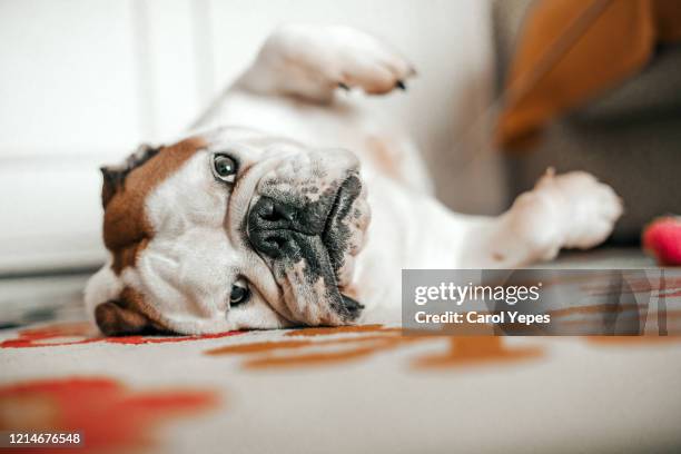 sleeping dog on carpet - english bulldog ストックフォトと画像