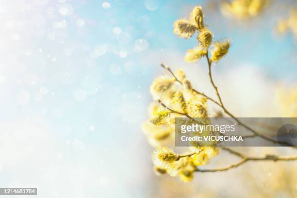 springtime yellow pussy willow catkin at blue sky background - frühling pollen stock-fotos und bilder