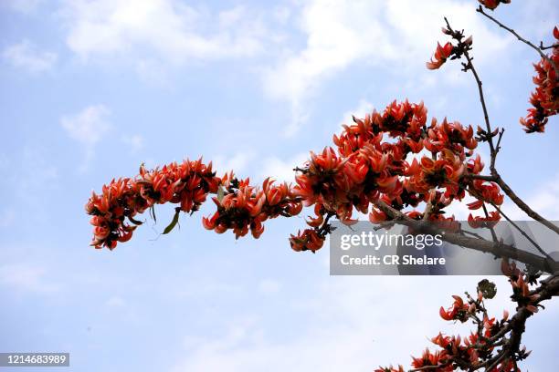 Palash Flowers Photos and Premium High Res Pictures - Getty Images