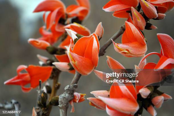 78 Palash Flowers Stock Photos, High-Res Pictures, and Images - Getty