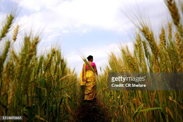 happy woman enjoying in the wheat field, nature beauty, golden wheat field, freedom concept. - india independence stock pictures, royalty-free photos & images