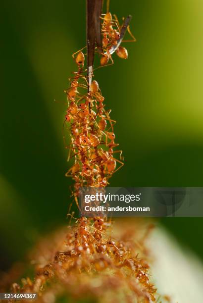 a colony of red ants building a bridge - red imported fire ant stock pictures, royalty-free photos & images