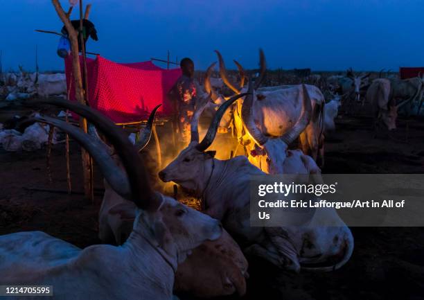 Long horns cows in a Mundari tribe camp gathering around a campfire to repel mosquitoes and flies, Central Equatoria, Terekeka, South Sudan on...