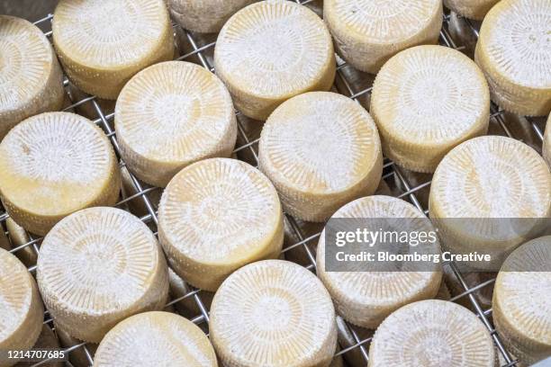 rodez cheese - french cheese stock pictures, royalty-free photos & images