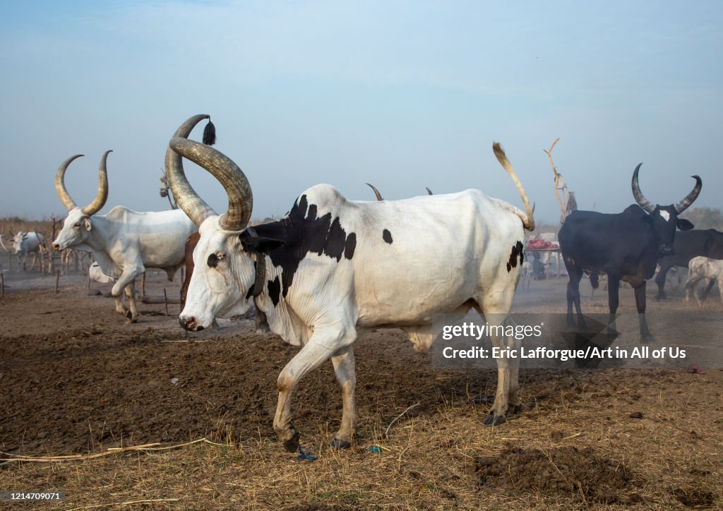 Long horns cows in a Mundari tribe camp, Central Equatoria, Terekeka, South Sudan...