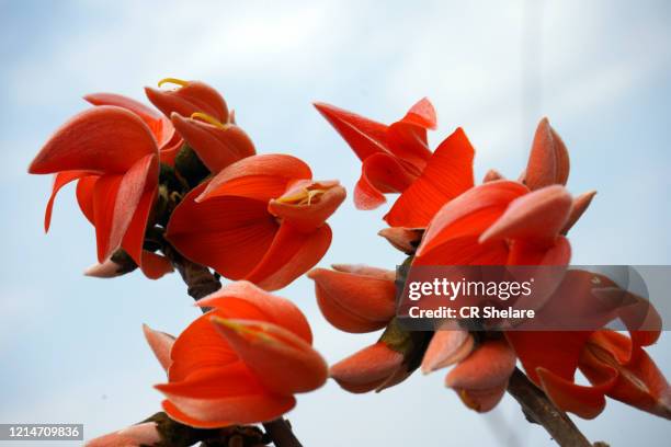 78 Palash Flowers Stock Photos, High-Res Pictures, and Images - Getty