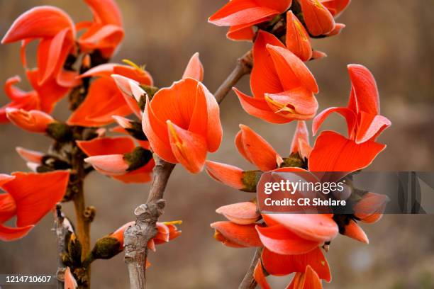 Palasha 109 Palash Tree Stock Photos, High-Res Pictures, and Images - Getty Images