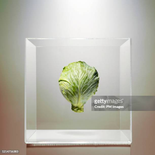 cabbage in a clear box - transparent box stock pictures, royalty-free photos & images