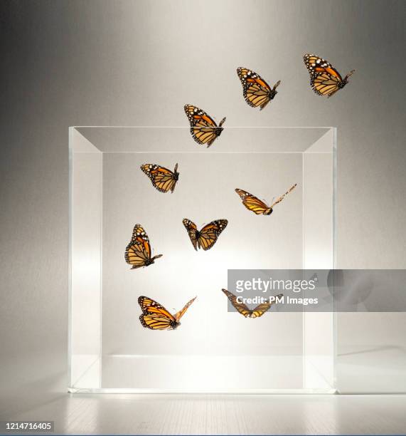 butterflies flying out of a clear box - ontsnappen stockfoto's en -beelden