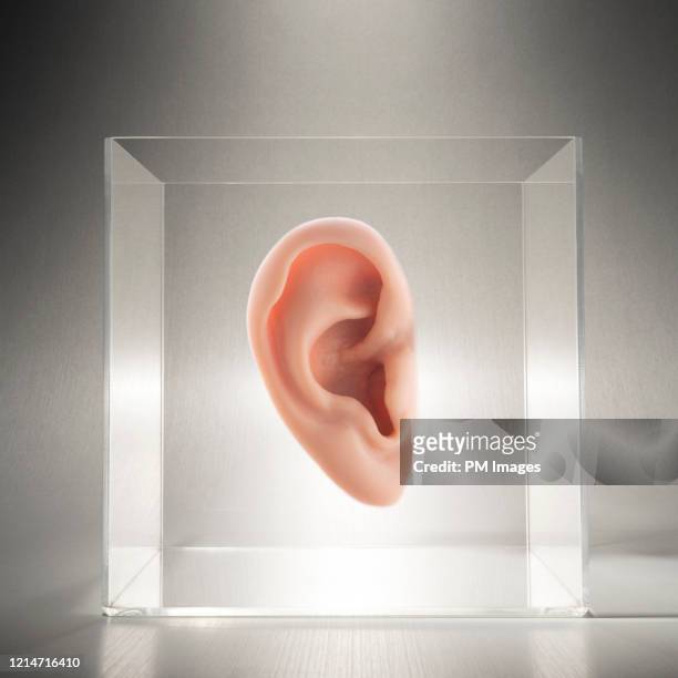ear in a clear box - ear stockfoto's en -beelden