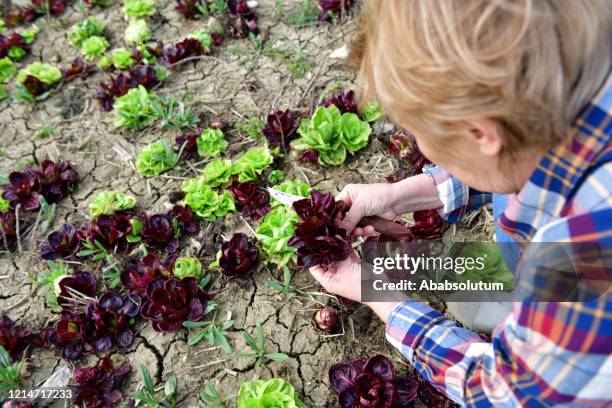 rode en groene radicchio oogsten in europa - andijvie stockfoto's en -beelden