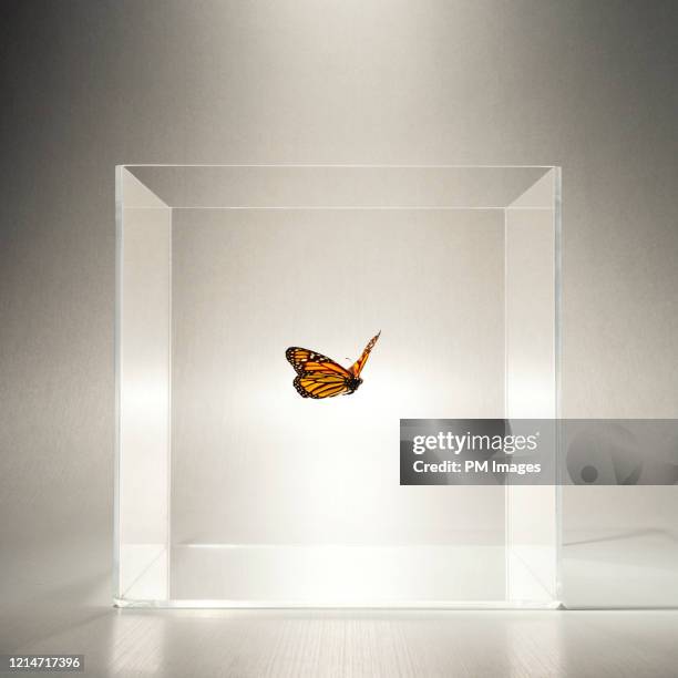 butterfly in a clear box - show box ストックフォトと画像