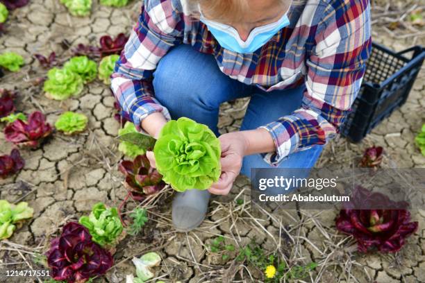 senior woman harvesting red and green radicchio in the times of coronavirus crisis - radicchio stock pictures, royalty-free photos & images