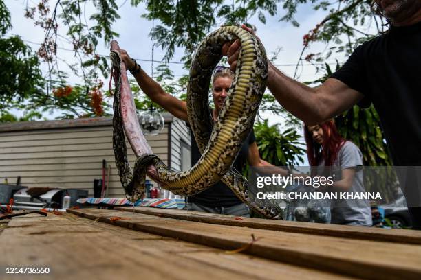 Dead Lizard Photos and Premium High Res Pictures - Getty Images