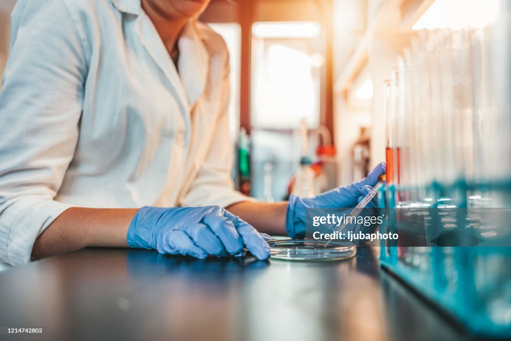 Close up of scientist's hands dropping cultures in petri dish