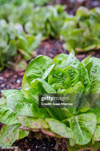 organic lettuce growing in the garden - leaf lettuce stockfoto's en -beelden