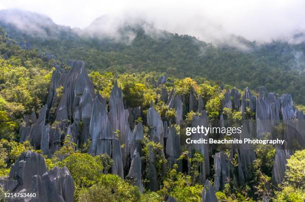 mulu pinnacles, mulu national park, sarawak, malaysian borneo - borneo stockfoto's en -beelden