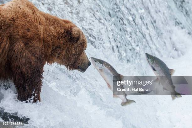 brown (grizzly) bear atop brooks falls trying to catch jumping salmom - salmon jumping stockfoto's en -beelden