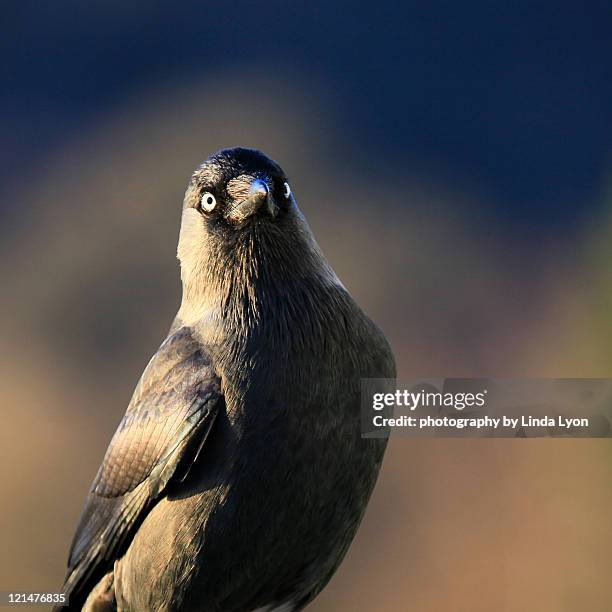 jackdaw - jackdaw stock pictures, royalty-free photos & images