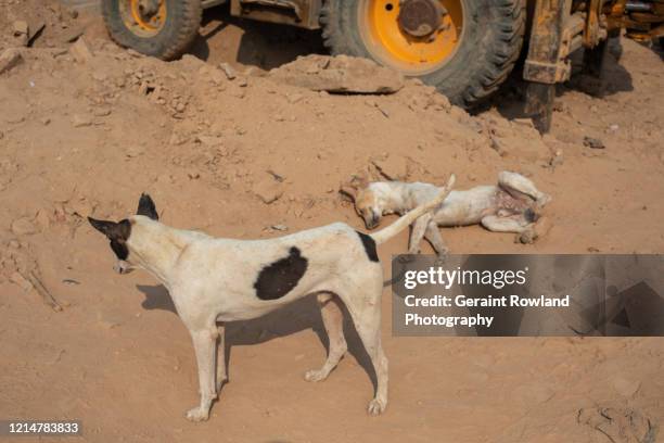 stray dogs, building site - dirty construction worker stock pictures, royalty-free photos & images