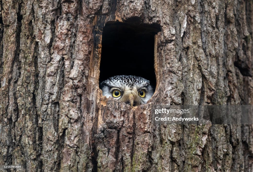 Northern hawk-owl