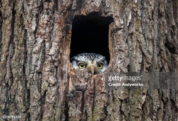 northern hawk-owl - shy stock pictures, royalty-free photos & images