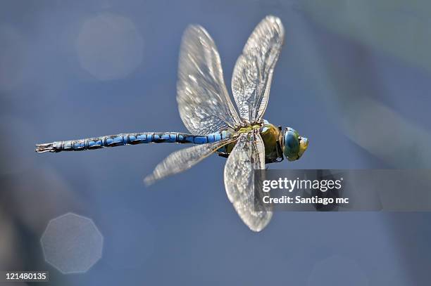 anax imperator - dragonfly foto e immagini stock