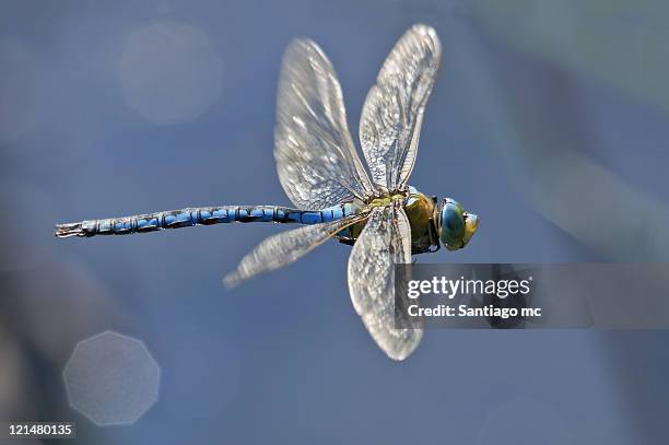 anax imperator - libélula mosca imagens e fotografias de stock