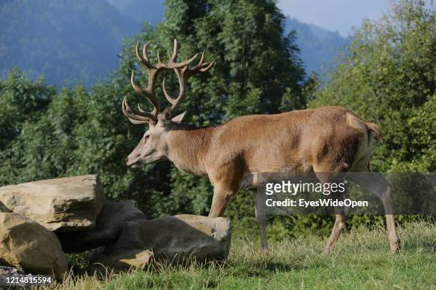 Red Deer, Stag with massive Antlers on August 20, 2013 in Oberstaufen, Germany.