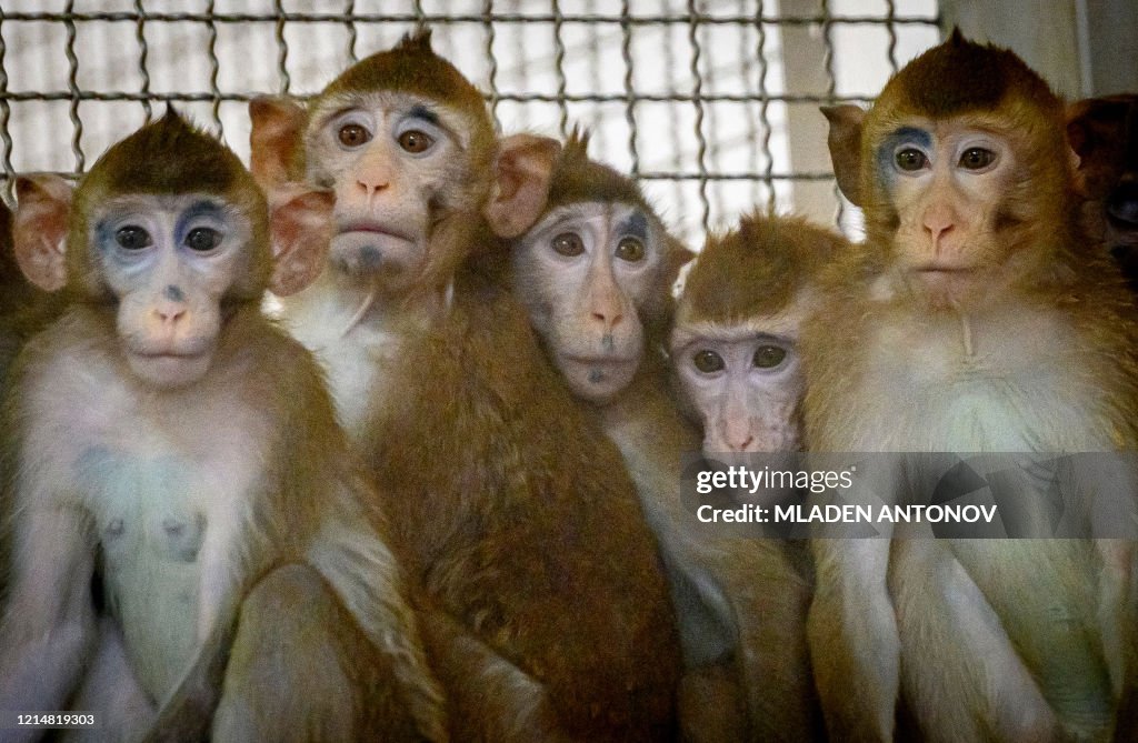 THAILAND-HEALTH-VIRUS-ANIMAL-VACCINE