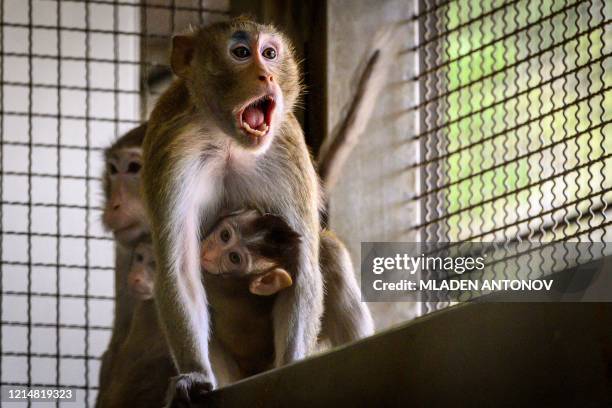 Monkey Repoduction 735 Monkey Breeding Stock Photos, High-Res Pictures, and Images - Getty ...