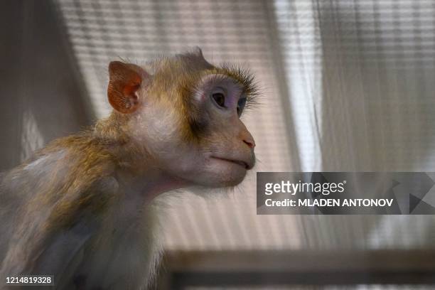 This picture taken on May 23, 2020 shows a laboratory monkey sitting in its cage in the breeding centre for cynomolgus macaques at the National...