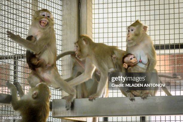 Monkey Repoduction 763 Monkey Breeding Stock Photos, High-Res Pictures, and Images - Getty ...