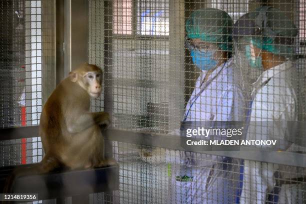 This picture taken on May 23, 2020 shows a laboratory monkey interacting with employees in the breeding centre for cynomolgus macaques at the...