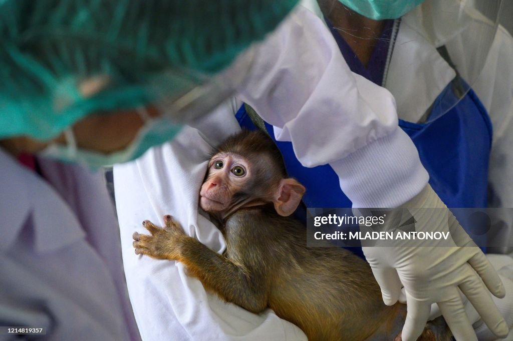 TOPSHOT-THAILAND-HEALTH-VIRUS-ANIMAL-VACCINE