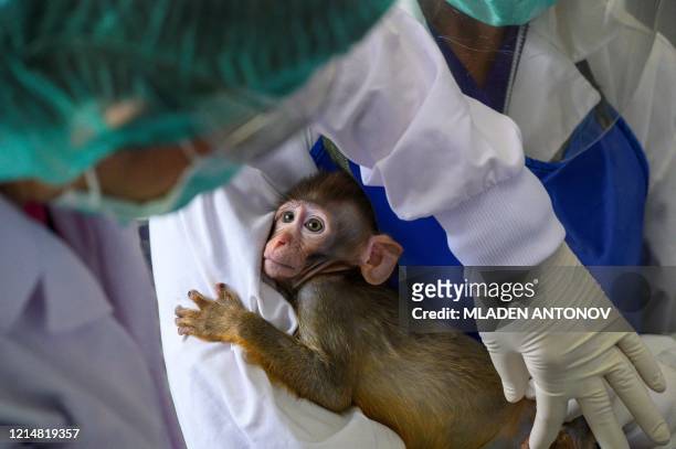 This picture taken on May 23, 2020 shows a laboratory baby monkey being examined by employees in the breeding centre for cynomolgus macaques at the...