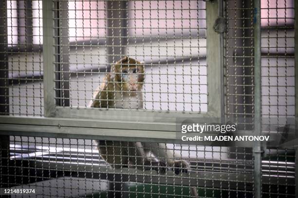 This picture taken on May 23, 2020 shows a laboratory monkey sitting in its cage in the breeding centre for cynomolgus macaques at the National...