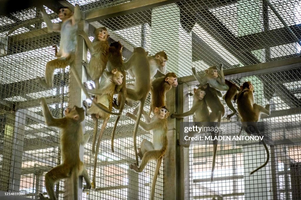 THAILAND-HEALTH-VIRUS-ANIMAL-VACCINE