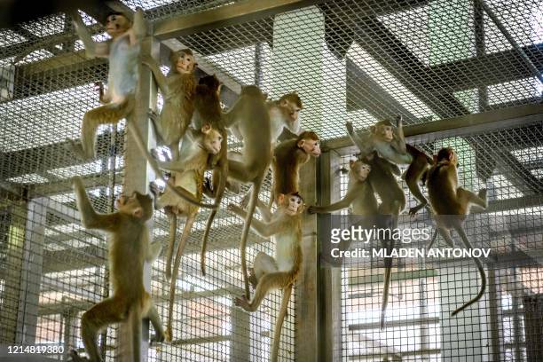 This picture taken on May 23, 2020 shows laboratory monkeys reacting to human presence in their cage in the breeding centre for cynomolgus macaques...