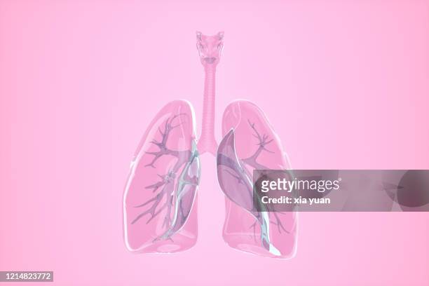 glass lungs - human lung stock pictures, royalty-free photos & images