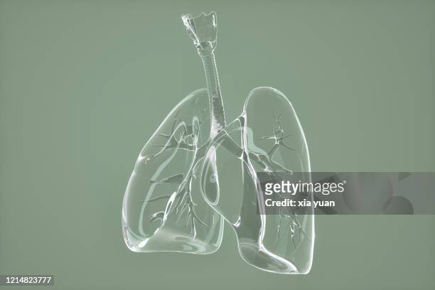 glass lungs - human internal organ stock pictures, royalty-free photos & images