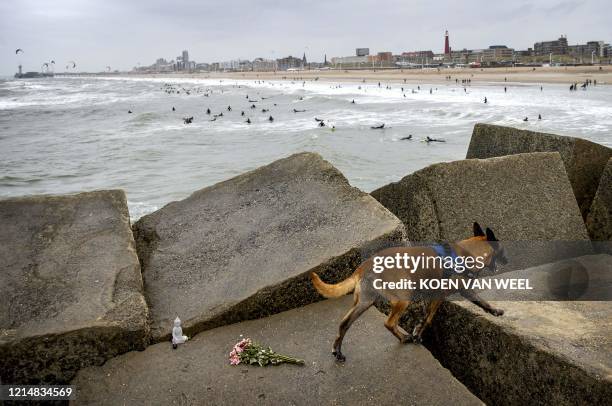 Police service dog searches for the body of a missing surfer at Noordelijk Havenhoofd in Scheveningen, on May 24, 2020. - A 23-year-old man from...