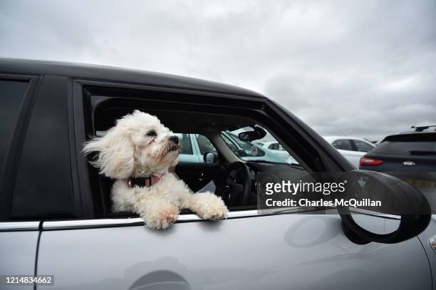Four year old Tilly watches on from her owner's car during a drive-in Sunday church service at Dunseverick Baptist Church on May 24, 2020 in...