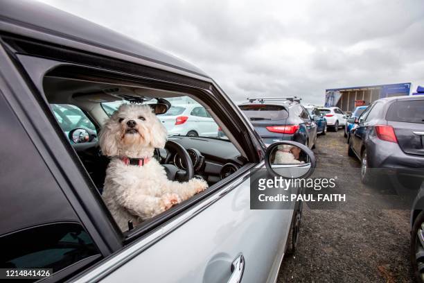 Parishioner's dog looks out of a window as they sit in their cars to socially distance whislt they wait for Pastor Billy Jones to stand inside a...