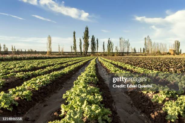 commercial curly lettuce cultivation. - endive stock pictures, royalty-free photos & images