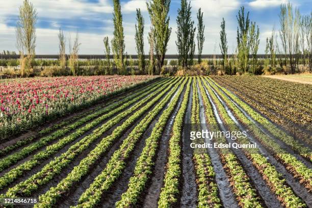 commercial lettuce cultivation. - lettuce texture stock pictures, royalty-free photos & images