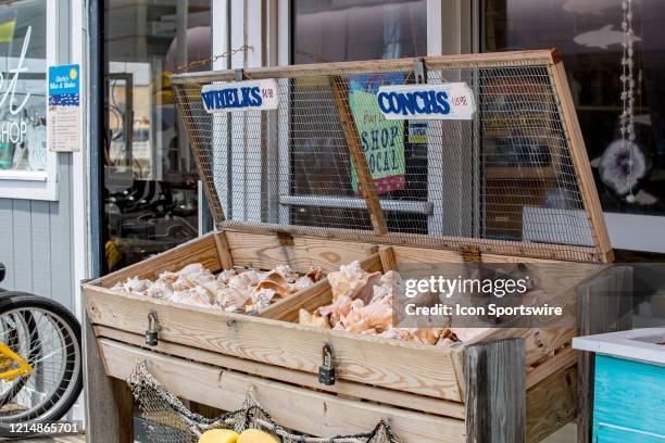 Whelks and Conchs are for sale on the Virginia Beach Fishing Pier on May 22 in Virginia Beach, VA. This is the first day of the beach's reopening for...